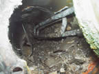 Marzocco_Opened steam boiler.jpg